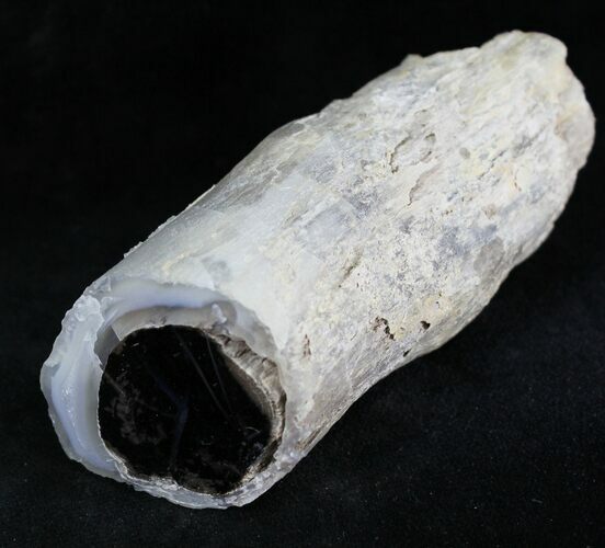 Polished Blue Forest Petrified Wood Limb #28358